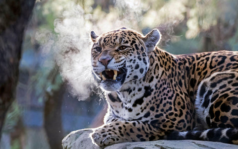 Dierentuinen